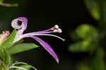 Branched foldwing